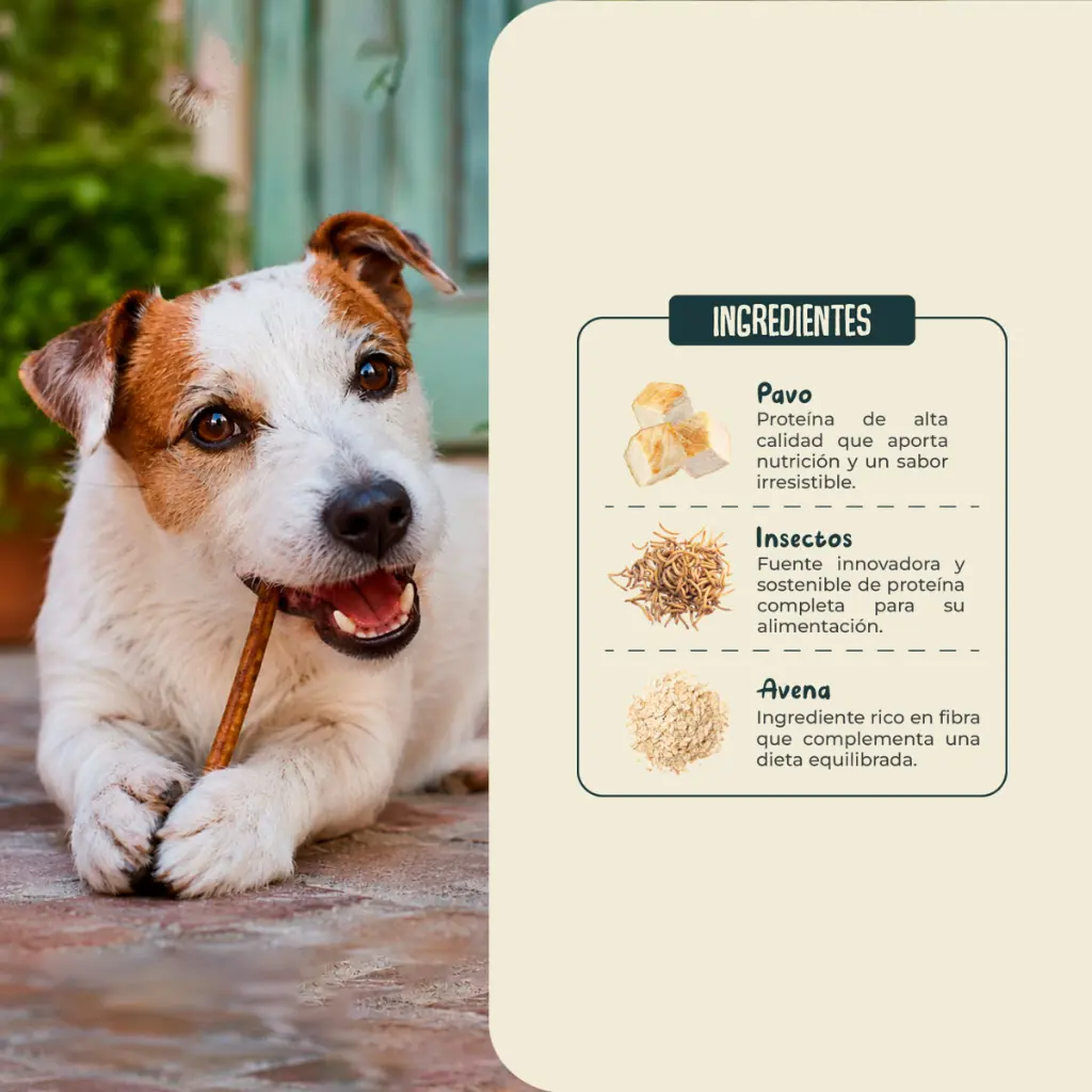 03 Ingredientes Insectos.webp